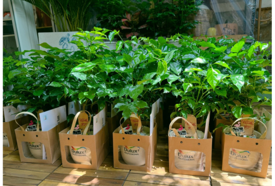 POSM Chậu cây mini quà tặng để bàn